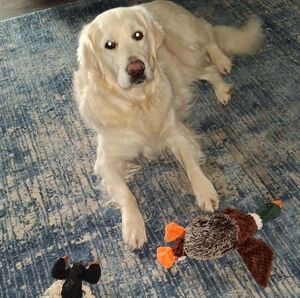 Meet your Posher, Monika